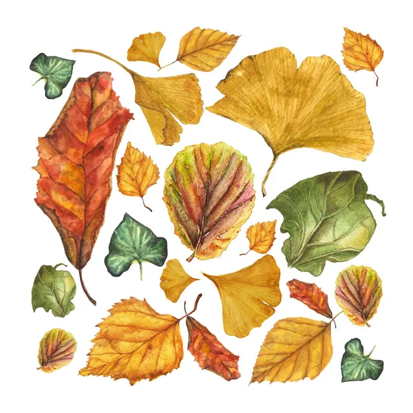 Aquarel vector set van herfstbladeren. Ginkgo, berk, klimop, begonia, fysalis en andere — Stockvector