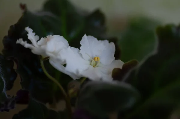 Floração Planta Casa Senpolia Branco Flores Brancas Enormes Com Uma — Fotografia de Stock