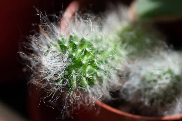 Cactus Poilu Dans Une Plante Botanique Jardin Serre Macrophotographie Botanique — Photo
