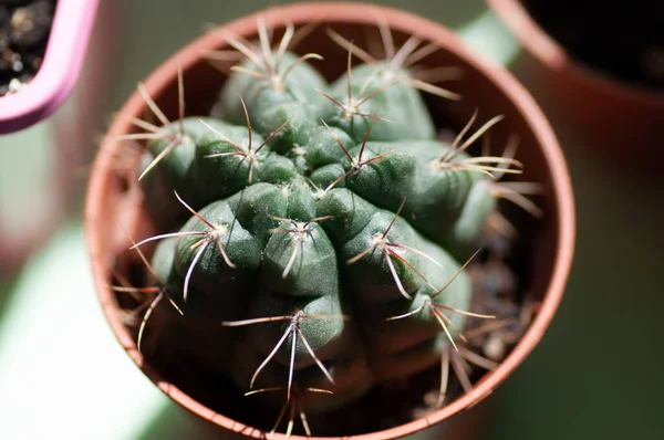 Kaktusnålar Nära Håll Grön Kaktus Med Nålar Botanisk Makrofotografi För — Stockfoto