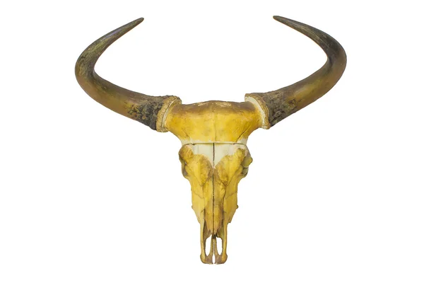 Head skull of bull isolated on white background — Stock Photo, Image