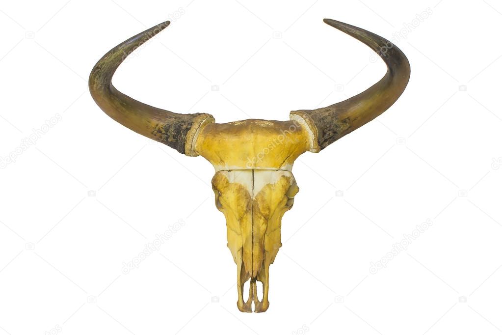 head skull of bull isolated on white background