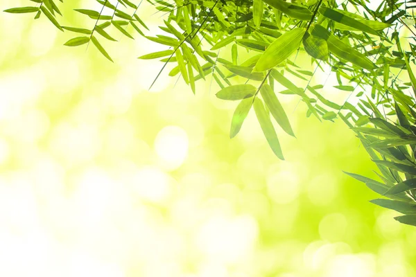 Green bamboo leaves or with background .Green Energy. — Stock Photo, Image