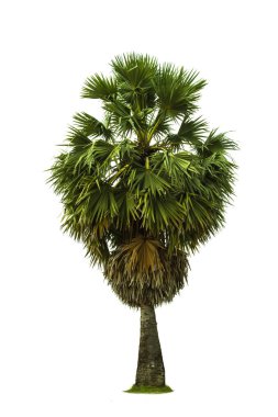 Beyaz background.tropical ağaç izole ağaç .