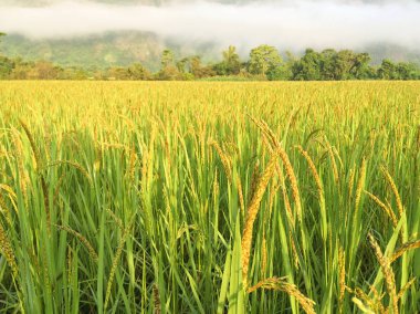 Pilav yapılan kağıt. doğal ve çevre dostu material.recycle zanaat kahverengi pirinç tohumu doku çiçek. Pirinç çeltik pirinç alan içinde yeşil kulak. Pirinç tarlasında günbatımı zamanı. Vegetarian.Dry rice.asia.