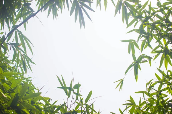 Foglie di bambù verde o con sfondo. Energia verde . — Foto Stock