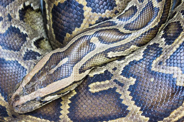 Boa piel de serpiente de cuerpo vivo, Korat, Tailandia o background.co — Foto de Stock