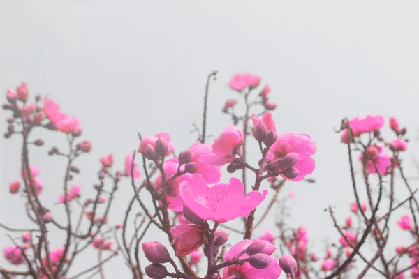Rózsaszín virág a fehér background.pink tavaszi virágok a fán — Stock Fotó