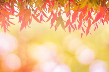 günbatımı üzerinde bulanık doğada bahar veya güzel kırmızı yaprakları 