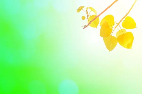 Bo leaves gold leaves In spring or Beautiful in blurred nature . — Stock Photo, Image