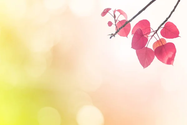 Bo Blätter rosa im Frühling oder schöne Blätter in verschwommener Natur . — Stockfoto