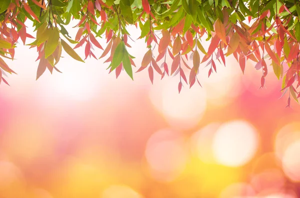 夕日にぼやけて自然の中春の美しい赤葉 — ストック写真