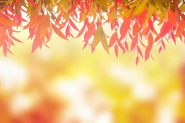 leaves red In spring or Beautiful in blurred nature over sunset or background.art design light branch color sun.Beautiful leaves over blurred nature over golden tree chistmas concept.