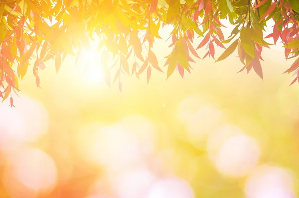 Blätter rot im Frühling oder schön in verschwommener Natur bei Sonnenuntergang — Stockfoto