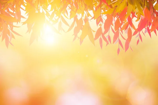 赤の葉春や美しい夕日や Background Art デザイン軽い枝色太陽にぼやけて自然の中 ゴールデン ツリー Chistmas 概念上ぼけの性質上美しい葉 — ストック写真