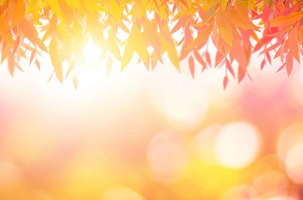 夕日にぼやけて自然の中春の美しい赤葉 — ストック写真