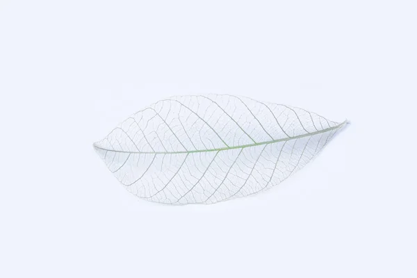 Suchych liści na białym tekstury background.dried wzór zewnątrz de — Zdjęcie stockowe