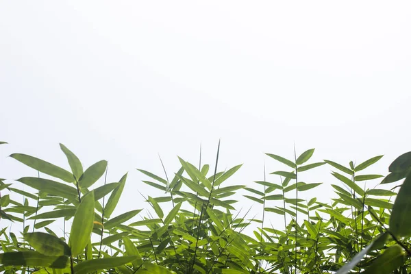 Foglie di bambù verde o con sfondo  . — Foto Stock
