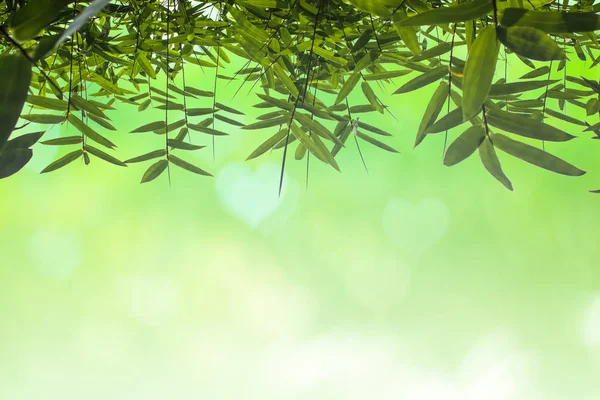 Зелене бамбукове листя або з фоном . — стокове фото