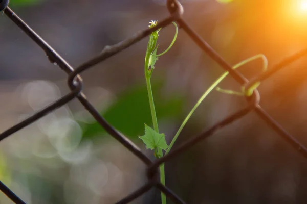 Green ivy with iron net or background. vines plants growing on the wire mesh fence.