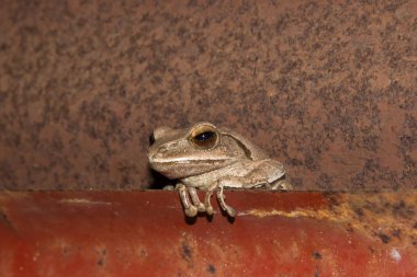 Duvardaki bir gizlice kurbağa mevcuttur. 