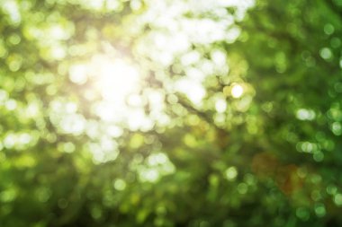 Doğal yeşil yapraklar beyaz arkaplan.