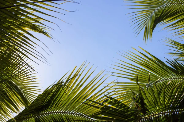Palmeras contra el cielo azul en la costa tropical y marco de coco — Foto de Stock
