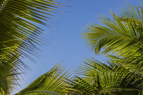 Palmbomen tegen blauwe hemel op tropische kust en frame kokosnoot — Stockfoto