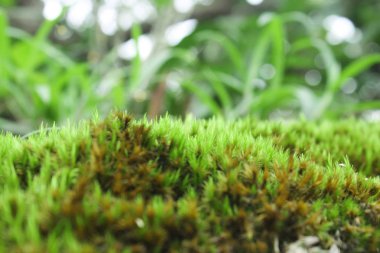 Güneş ışığı sonbahar ve doğa ile güzel yeşil yosun 
