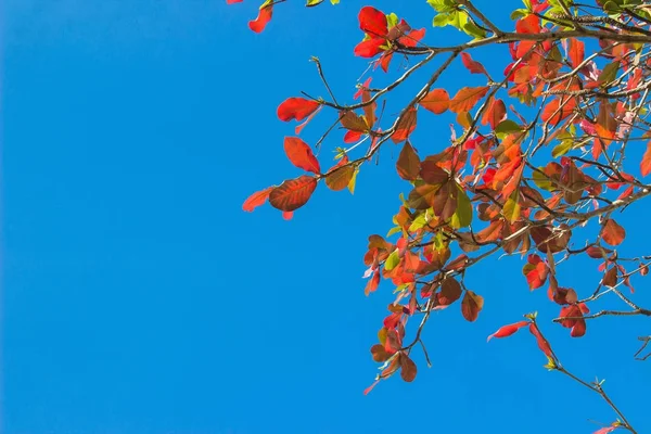 青空の背景に赤と緑の葉. — ストック写真