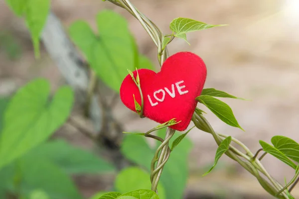 Vigne Verte Avec Coeur Rouge Jour Saint Valentin — Photo