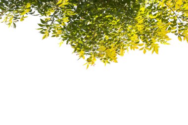 Beyaz arkaplanda yeşil yaprak izole edildi.