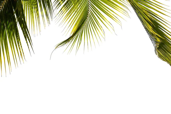 Пальмы Против Изолированных Белых Тропическом Побережье Рамка Кокосового Дерева — стоковое фото
