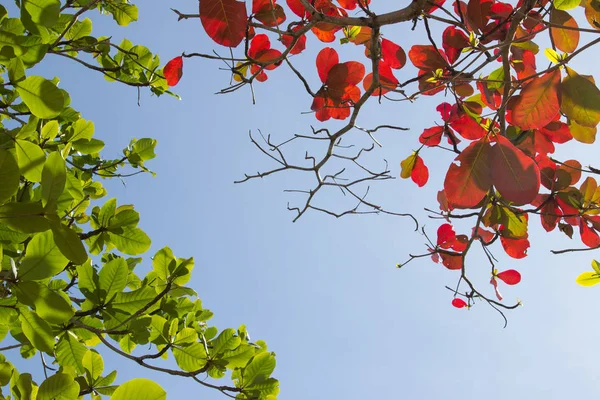青い空を背景に緑と赤の葉 — ストック写真