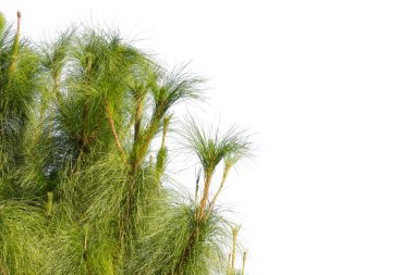 Yeşil yaprak veya Seagrass beyaz arka plan üzerinde izole.