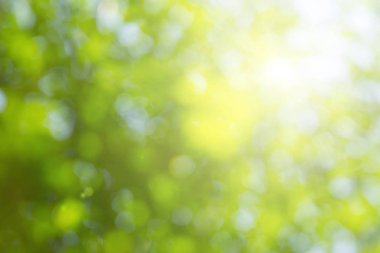 Beyaz arka plan doğal bulanık yeşil yaprakları.