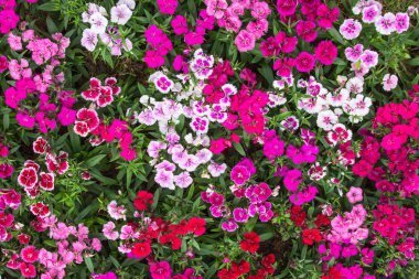 Arka plan görüntüsünü renkli çiçekler.