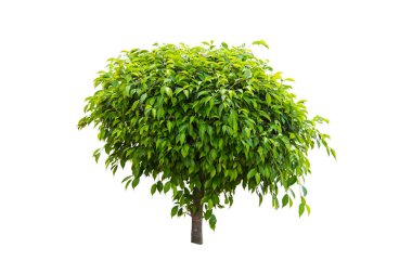 Beyaz arkaplanda izole edilmiş yeşil ağaç.
