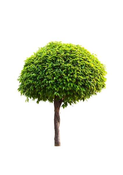 Zelený strom izolovaný na bílém pozadí. — Stock fotografie