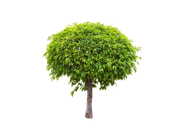 Green tree isolated on a white background. — Stock Photo, Image