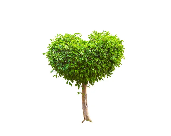 Zelený strom srdce srdce tvar valetine den izolovaných na bílém — Stock fotografie