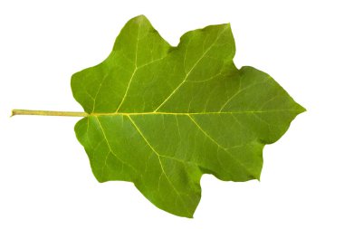 Beyaz üzerine tropikal patlıcan yaprak isorated. Üstten görünüm.