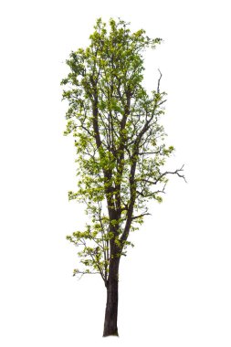 Green tree isolated on a white background. clipart