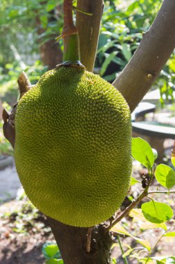 Nefesi ve arka plan bulanık onların yapraklarda.