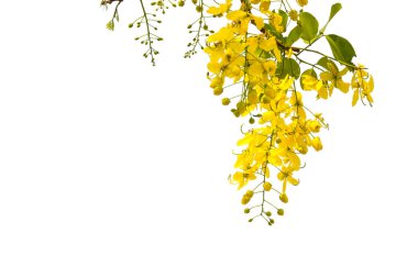 Beyaz zemin üzerine sarı çiçek çerçeve.