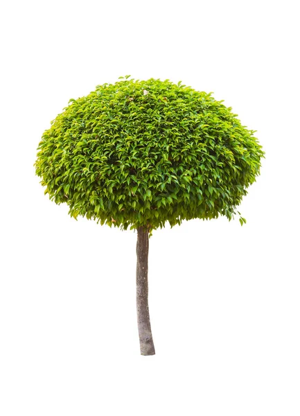 Árvore Verde Isolada Sobre Fundo Branco — Fotografia de Stock