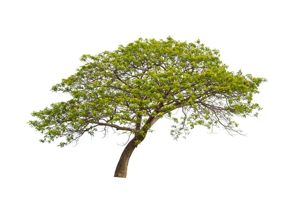Zelený Strom Izolovaný Bílém Pozadí — Stock fotografie