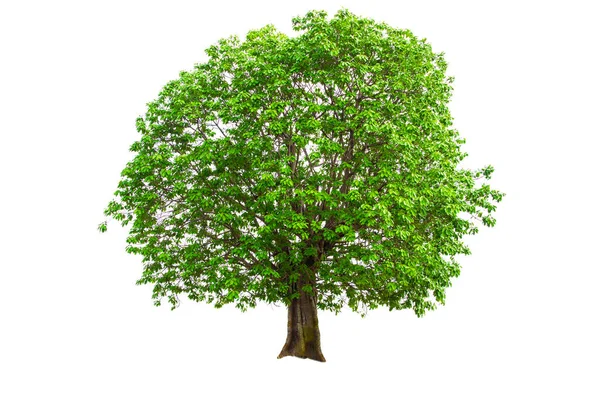 Zelený Strom Izolovaný Bílém Pozadí — Stock fotografie