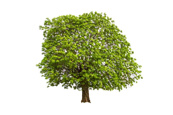 Árbol Verde Aislado Sobre Fondo Blanco —  Fotos de Stock