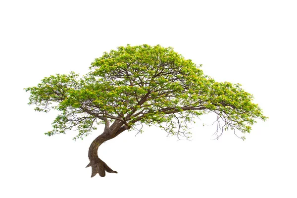 Árbol Verde Aislado Sobre Fondo Blanco —  Fotos de Stock